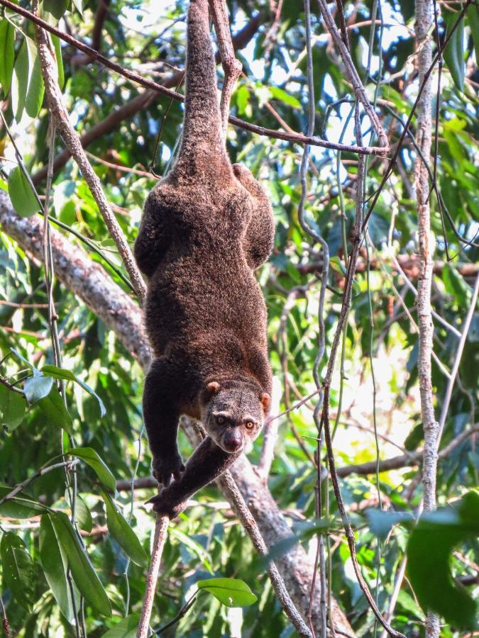 Tangkoko Ranger Homestay Bitung Esterno foto