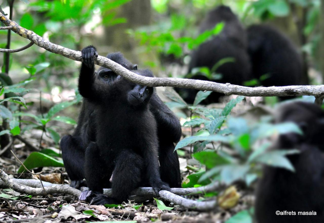 Tangkoko Ranger Homestay Bitung Esterno foto